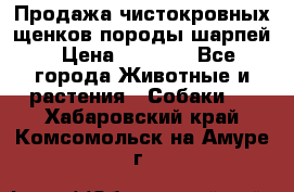 Продажа чистокровных щенков породы шарпей › Цена ­ 8 000 - Все города Животные и растения » Собаки   . Хабаровский край,Комсомольск-на-Амуре г.
